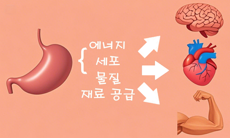 소화 불량 극복하기 (1) - 오해와 진실